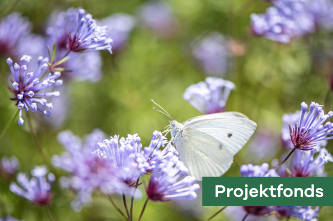 Projektfonds Eurythmie Umkreis